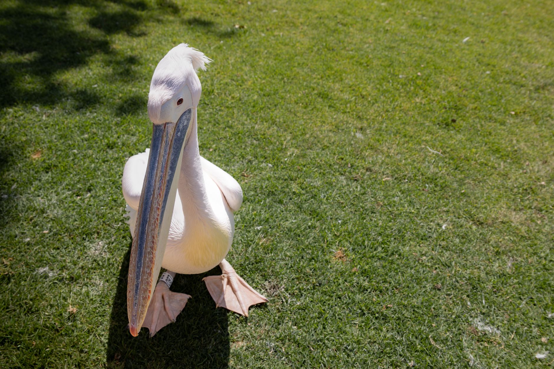 close up of australian pelican on grass